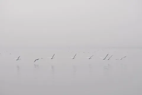 鸟,飞行,身体,水,海洋,海洋,海滩,鸟 鸟,飞行,身体,水,海洋,海洋,海滩,鸟