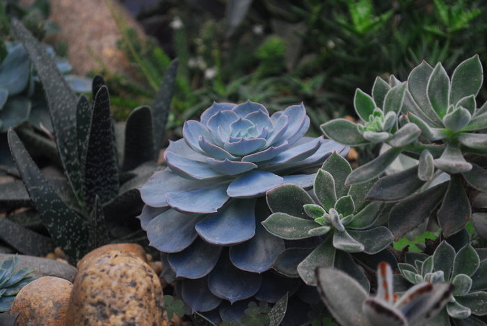 埃切维里亚肉质植物和熊猫植物特写照片