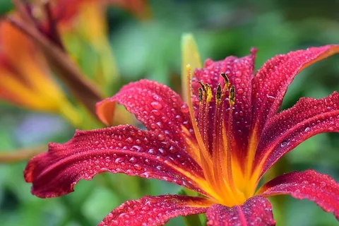 粉色,花瓣状的花朵,水,水滴,百合,红色,花朵,盛开 粉色,花瓣状的花朵,水,水滴,百合,红色,花朵,盛开