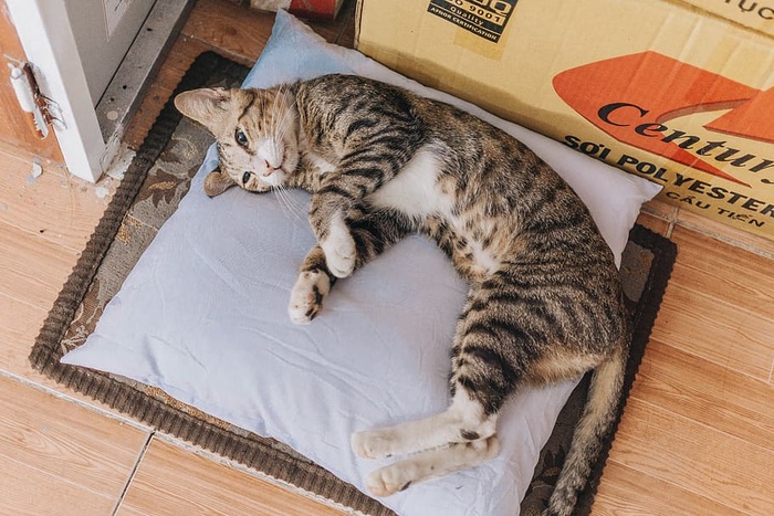 棕色的斑猫躺在灰色的抱枕上