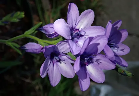 花,淡紫色,球茎,花园,自然,开花植物,植物,紫色 花,淡紫色,球茎,花园,自然,开花植物,植物,紫色
