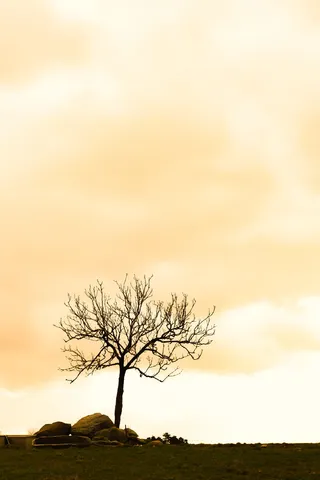 树，植物，树干，阳光，自然，户外，乡村，剪影