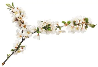 花，白色，开花，开花，春天，花蕾，夏天，季节性