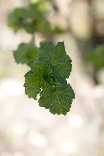 叶子,树枝,引擎,春天,醋栗,醋栗叶,自然,植物 叶子,树枝,引擎,春天,醋栗,醋栗叶,自然,植物
