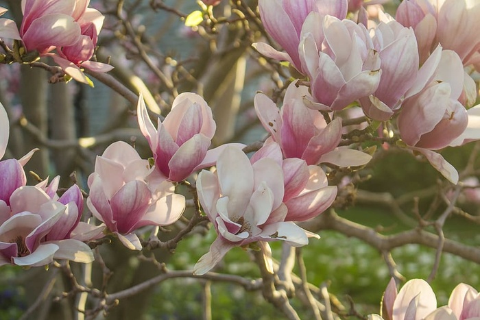 粉色春花照片