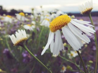 雏菊、宏、自然、花、夏天、植物、黄色、白色