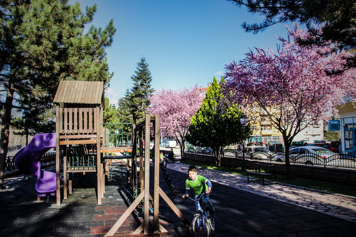 树, 户外, 自然, 木纤维板, 公园, 街道, 植物, 真实的人