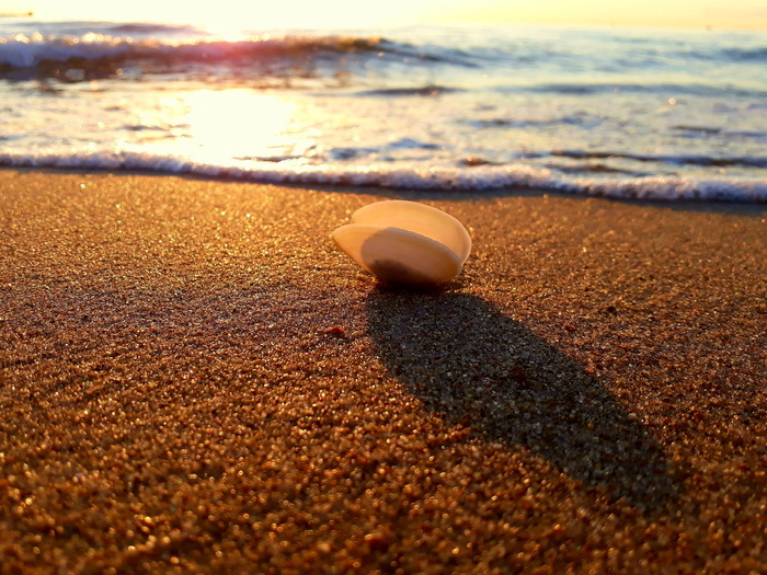 贝壳、沙滩、日落、大海、海滩、夕阳、波罗的海、波罗的海海滩