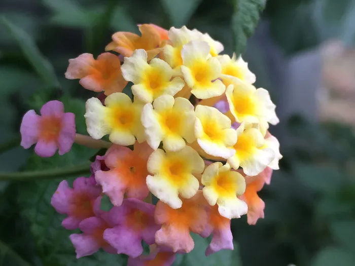 马缨丹、枸杞、大鼠尾草、花卉、马鞭草科、自然、天然、绿色