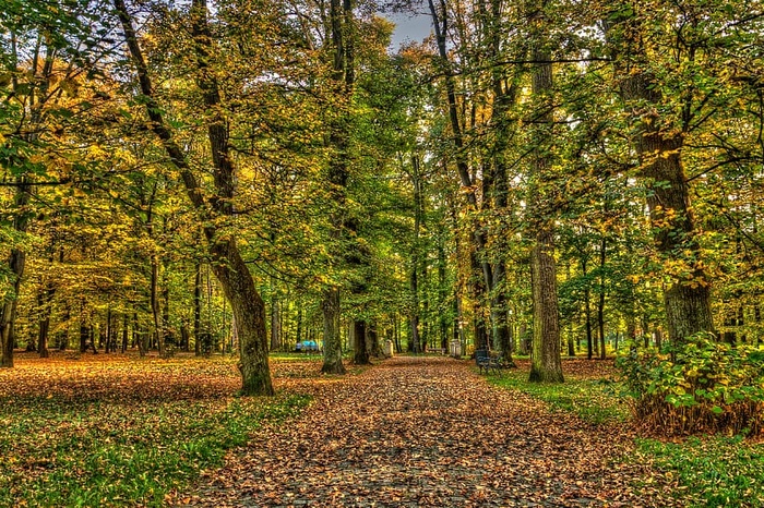 绿树，绿色，高大，树木，蓝色，天空，白天，植物