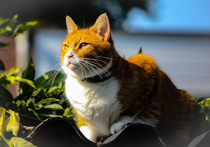 白棕猫
