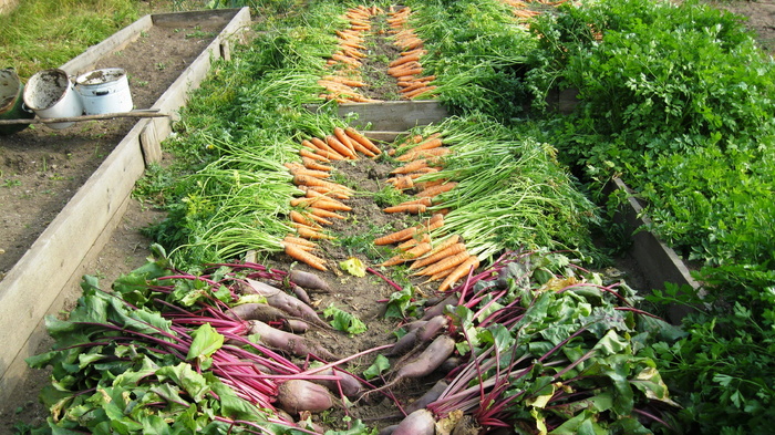 什锦、蔬菜、地面、收获、蔬菜园、精英博览会、蔬菜、农业