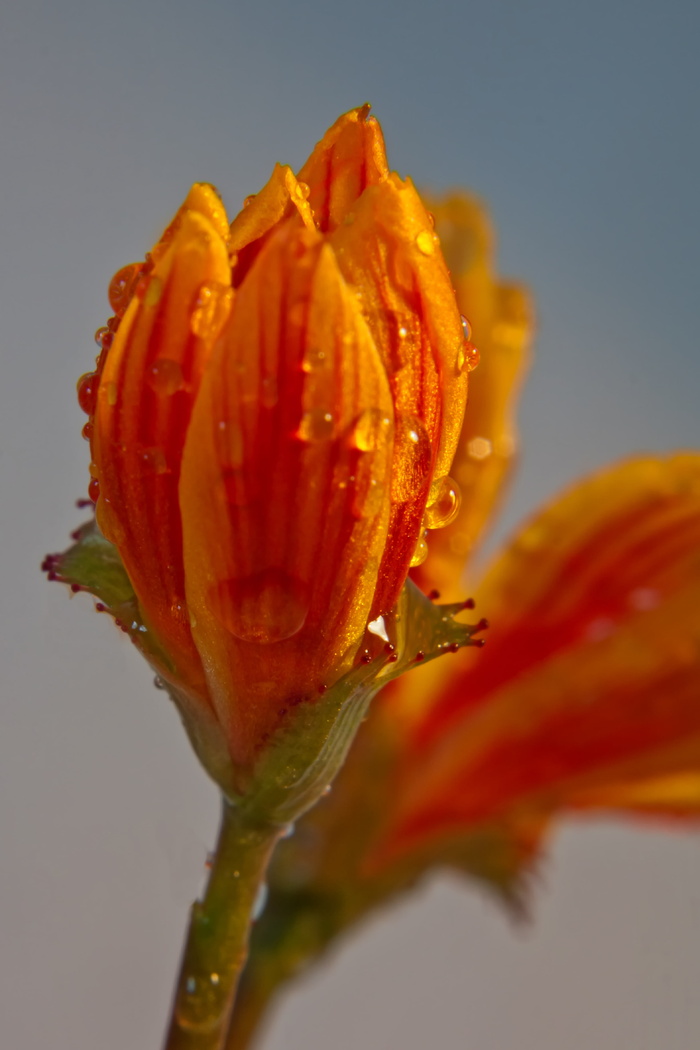 花，花，芽，水，雨，滴，宏观，橙色