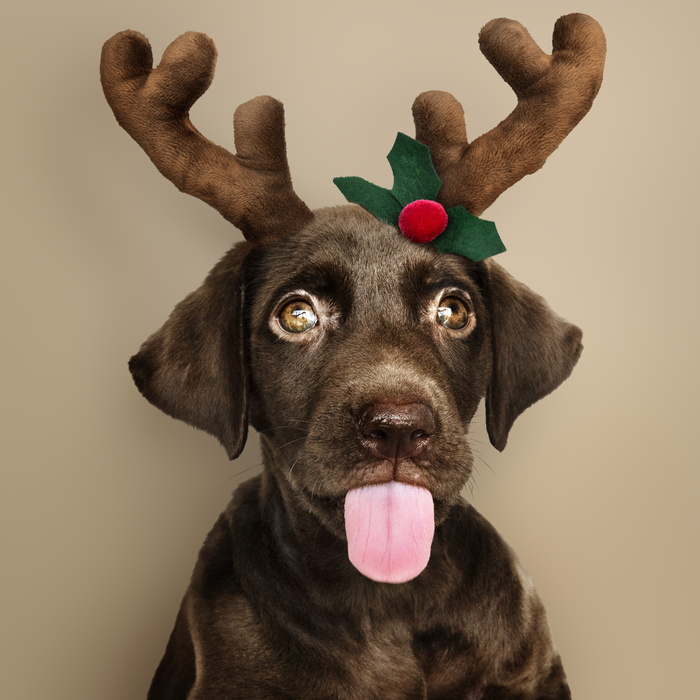 巧克力拉布拉多猎犬幼犬的选择性聚焦摄影