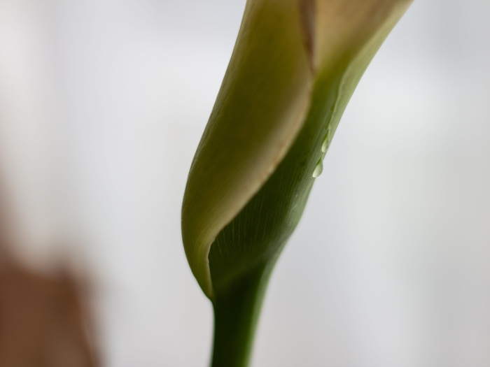 植物、花、花、礼来、水、滴、鸟、动物