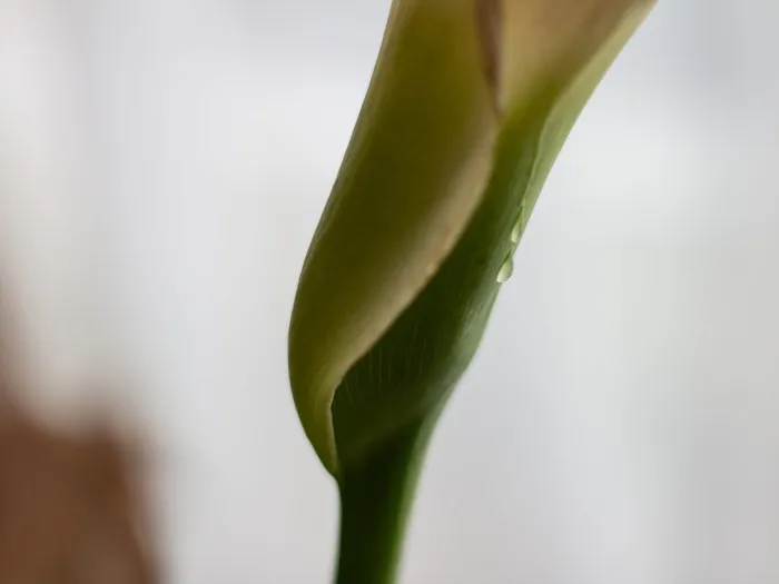 植物、花、花、礼来、水、滴、鸟、动物