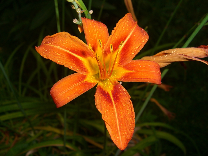 花，夜间，生的，橙色，生长，花瓣，花头，新鲜度