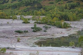 初霜，初秋，印度夏季，寒冷，霜冻，清晨，树木，森林