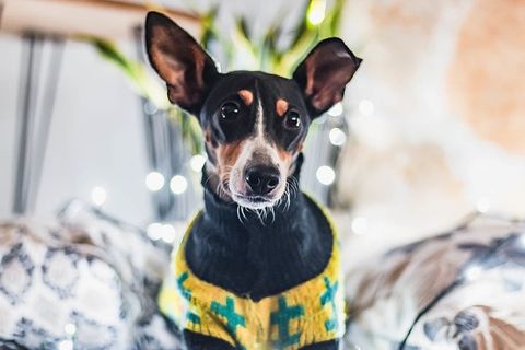 狗，圣诞节，圣诞灯，圣诞墙纸，宠物，navidad，灯，内饰