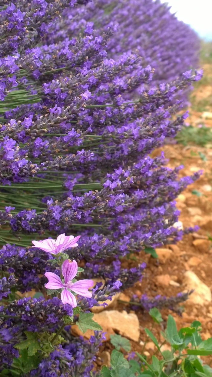 薰衣草，花，丁香，花，生长，紫色，自然，植物