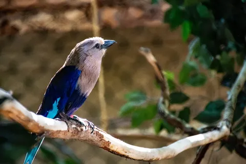 蓝白鸟栖息在棕色树枝上