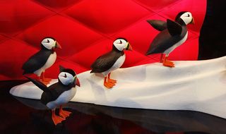 海雀，橱窗，布置，装饰，红色，鸟，动物群，脊椎动物