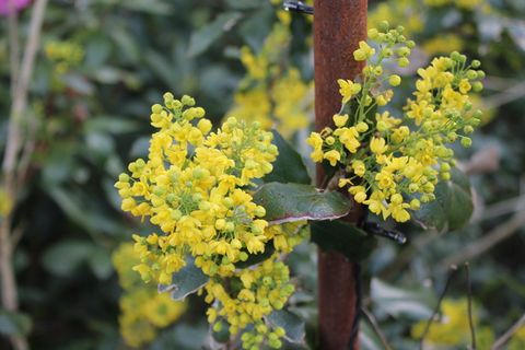 植物，花，芹菜科，丹马克，花粉，花，植被