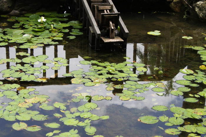 生态、自然、池塘、水生植物、睡莲垫、水、漂浮、浮在水面上