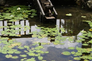 生态、自然、池塘、水生植物、睡莲垫、水、漂浮、浮在水面上