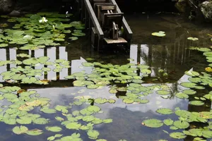 生态、自然、池塘、水生植物、睡莲垫、水、漂浮、浮在水面上