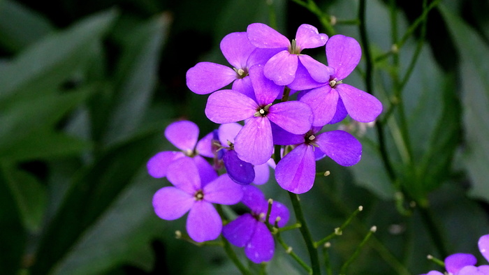 花，紫色，开花，自然，夏天，花，草地，花园