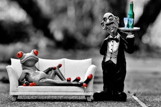 青蛙，沙发，手术，管家，放松，休息，有趣，可爱