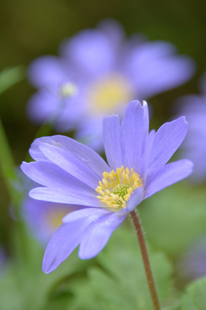 blümchen 皮革, 皮革花, 紫色, 粉红色, 黄色, 开花, 鲜花