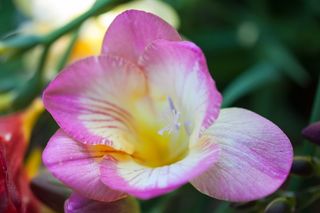 希腊, 阿利莫斯, 帕尼山, 花, 植物, 春天, 自然之美, 非城市场景