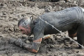 戳、食指、指示、训练、污垢、粗糙、爬行、动物主题