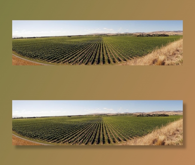 绿色、田野、蓝色、白色、天空、葡萄酒种植、葡萄藤、农业