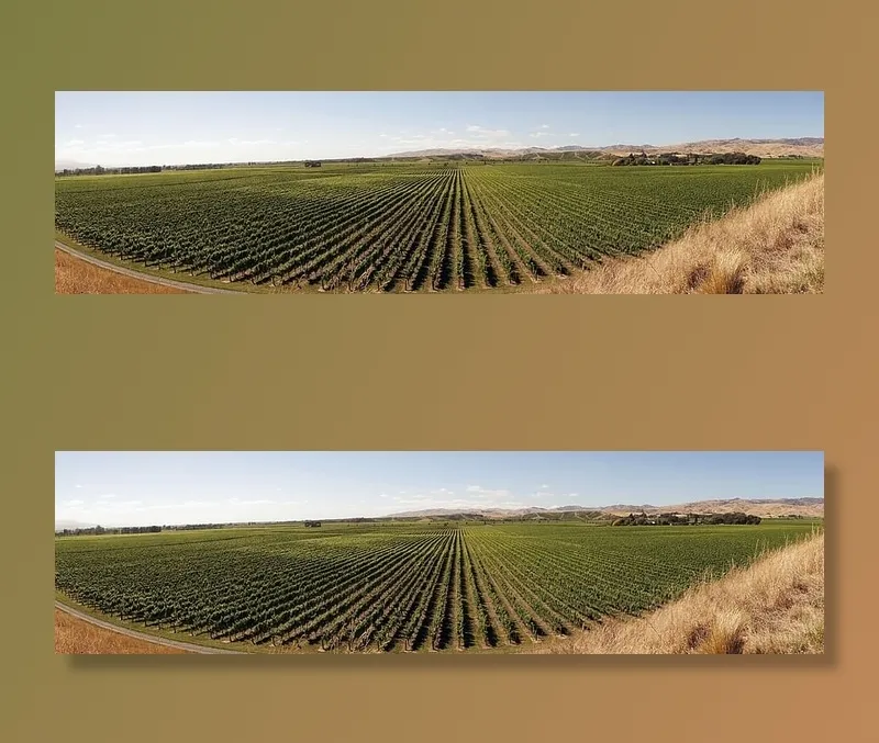 绿色、田野、蓝色、白色、天空、葡萄酒种植、葡萄藤、农业