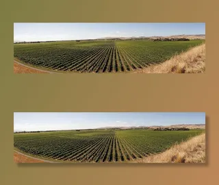 绿色、田野、蓝色、白色、天空、葡萄酒种植、葡萄藤、农业