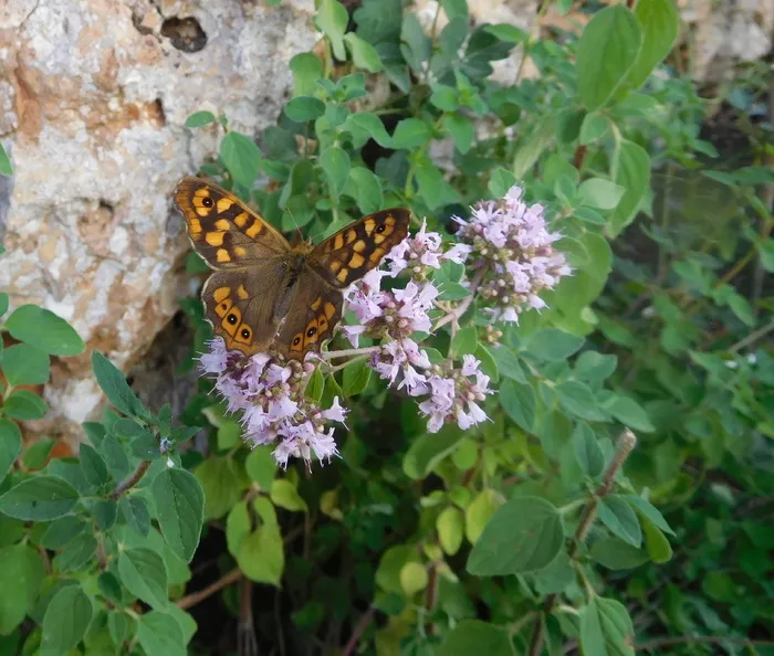 蝴蝶，斑点木，自然，昆虫，昆虫学，野生动物，牛至，一种动物