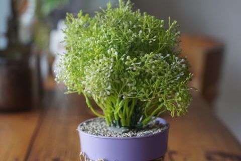 植物,食物,芳香,花盆,香料,叶子,新鲜度,花 植物,食物,芳香,花盆,香料,叶子,新鲜度,花