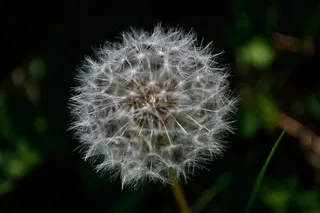 斑点, 植物, 春天, 漏洞, 脆弱, 花, 蒲公英, 新鲜