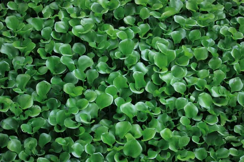 绿色，自然，叶子，绿色，全框架，背景，生长，没有人