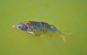 鲤鱼，鱼，出现，游泳，池塘，水，水面，鳞片