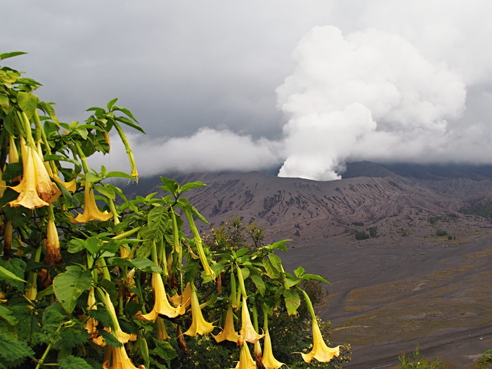 Vulcano Bromo 2017