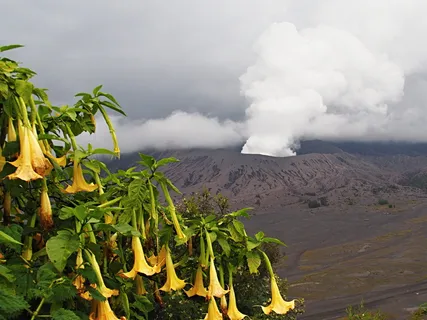 Vulcano Bromo 2017