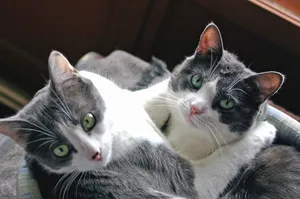 第二，猫，看，摄影师，猫，拥抱，共谋，家庭