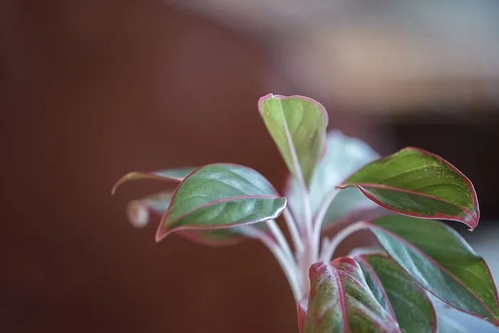 泰国，kanchanaburi，树木，植物，有机，植物学，breen，红色