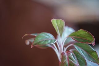 泰国，kanchanaburi，树木，植物，有机，植物学，breen，红色