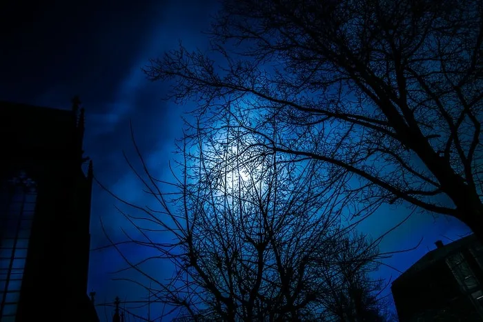 背光、树枝、寒冷、黑暗、诡异、傍晚、树叶、光线