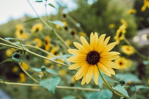 圣丹斯，美国，佳能5d马克四，佳能五D，佳能，布朗，旅游，公园城